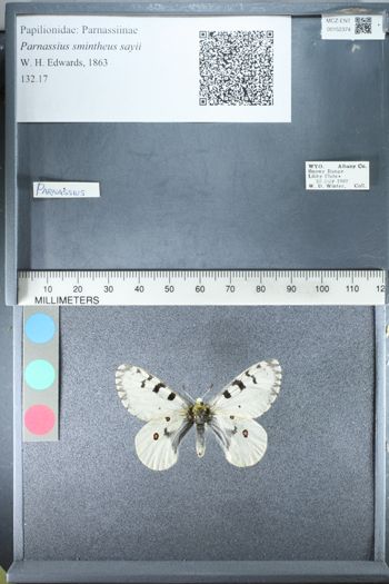 Media type: image;   Entomology 152374